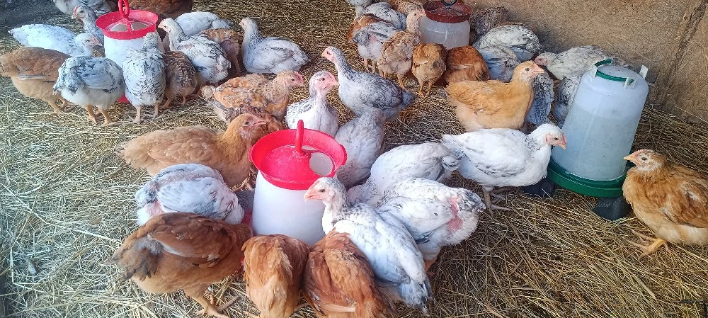 pui kabir și Monaco 