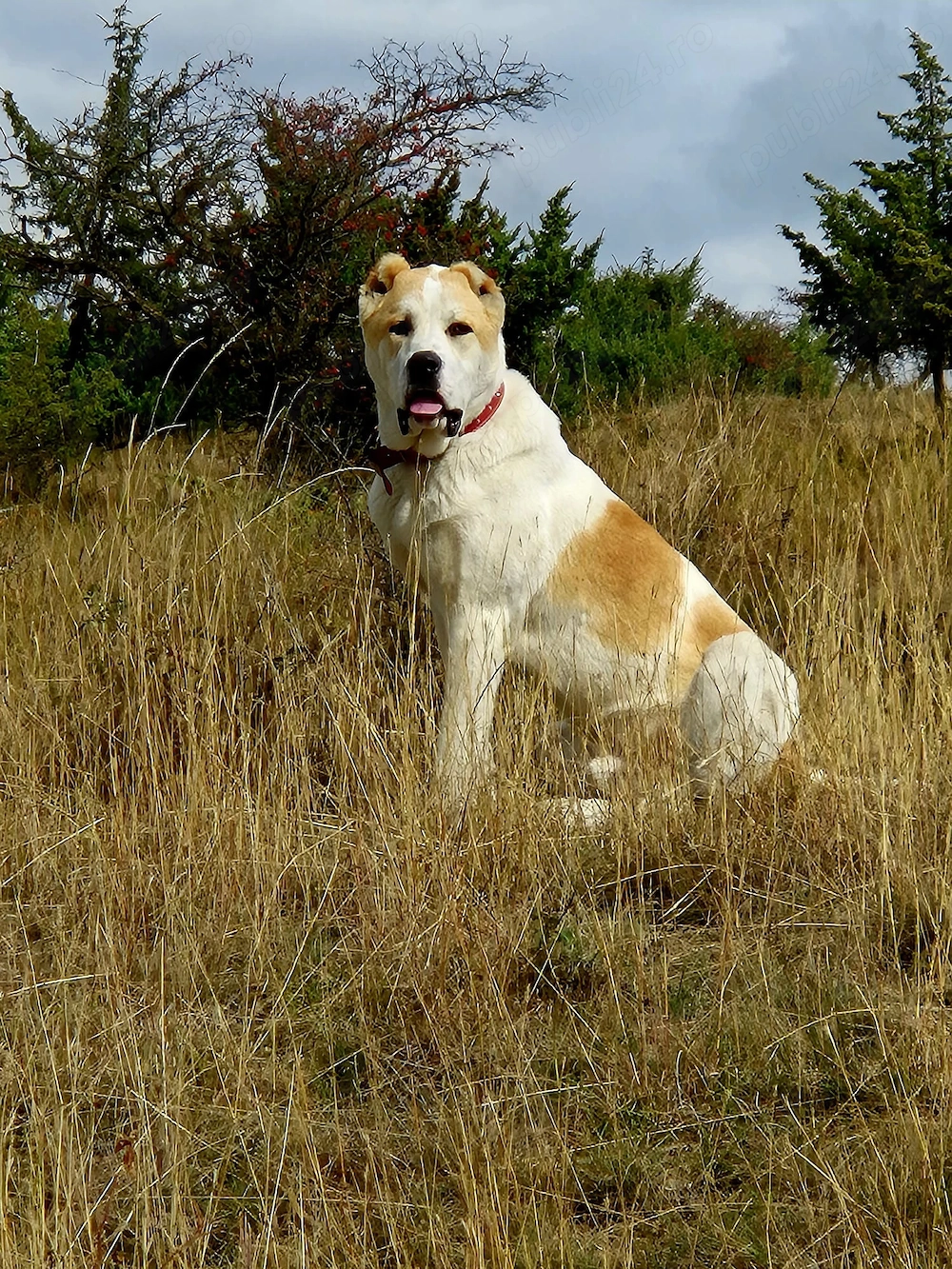 Schimb cu alte animale mascul de asia centrala un 1 an și 2 luni