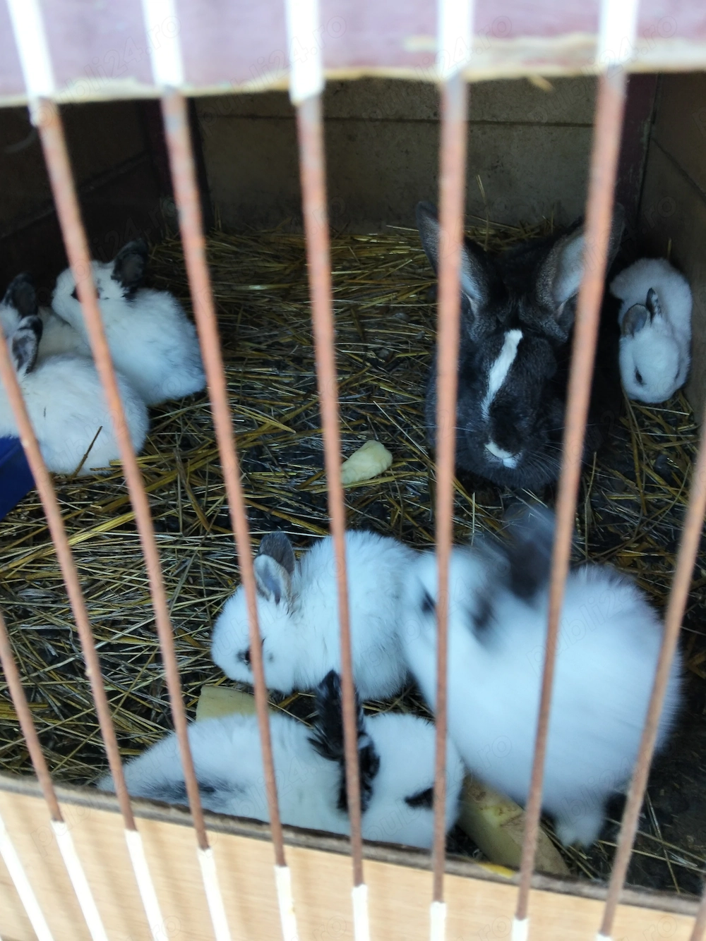 Iepurași fluture german