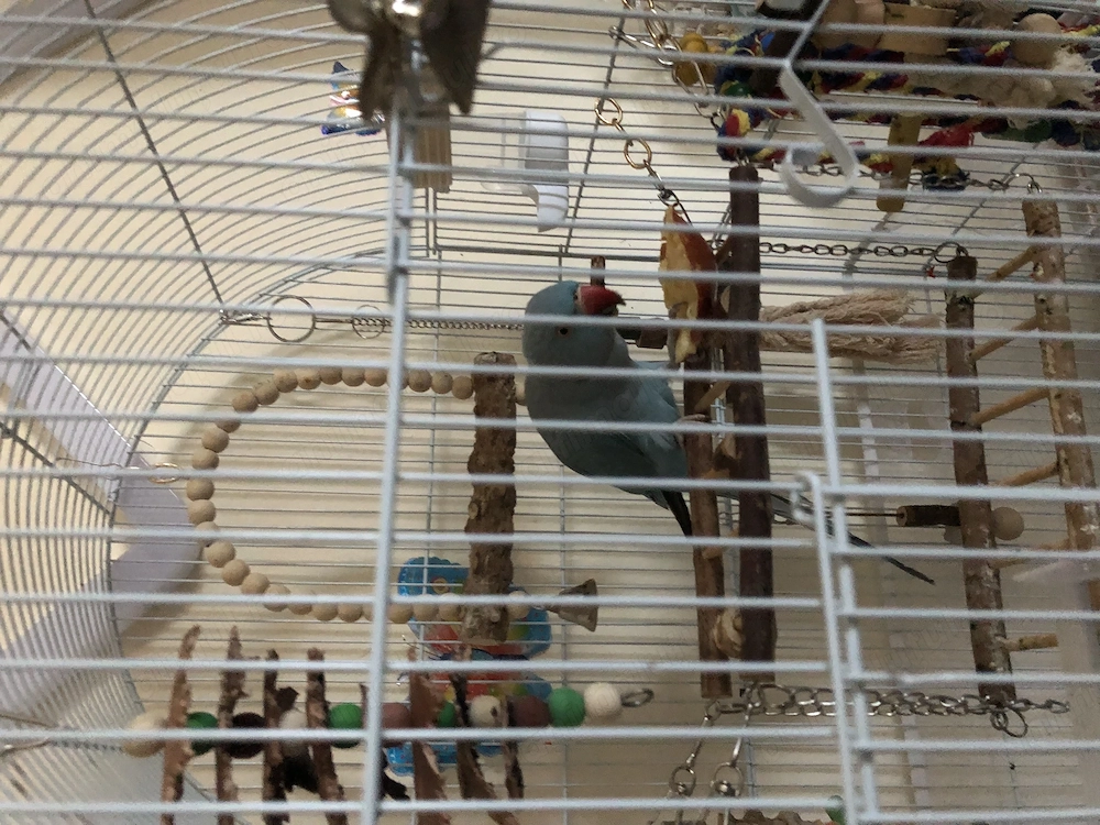 Vând papagal Micul Alexandru