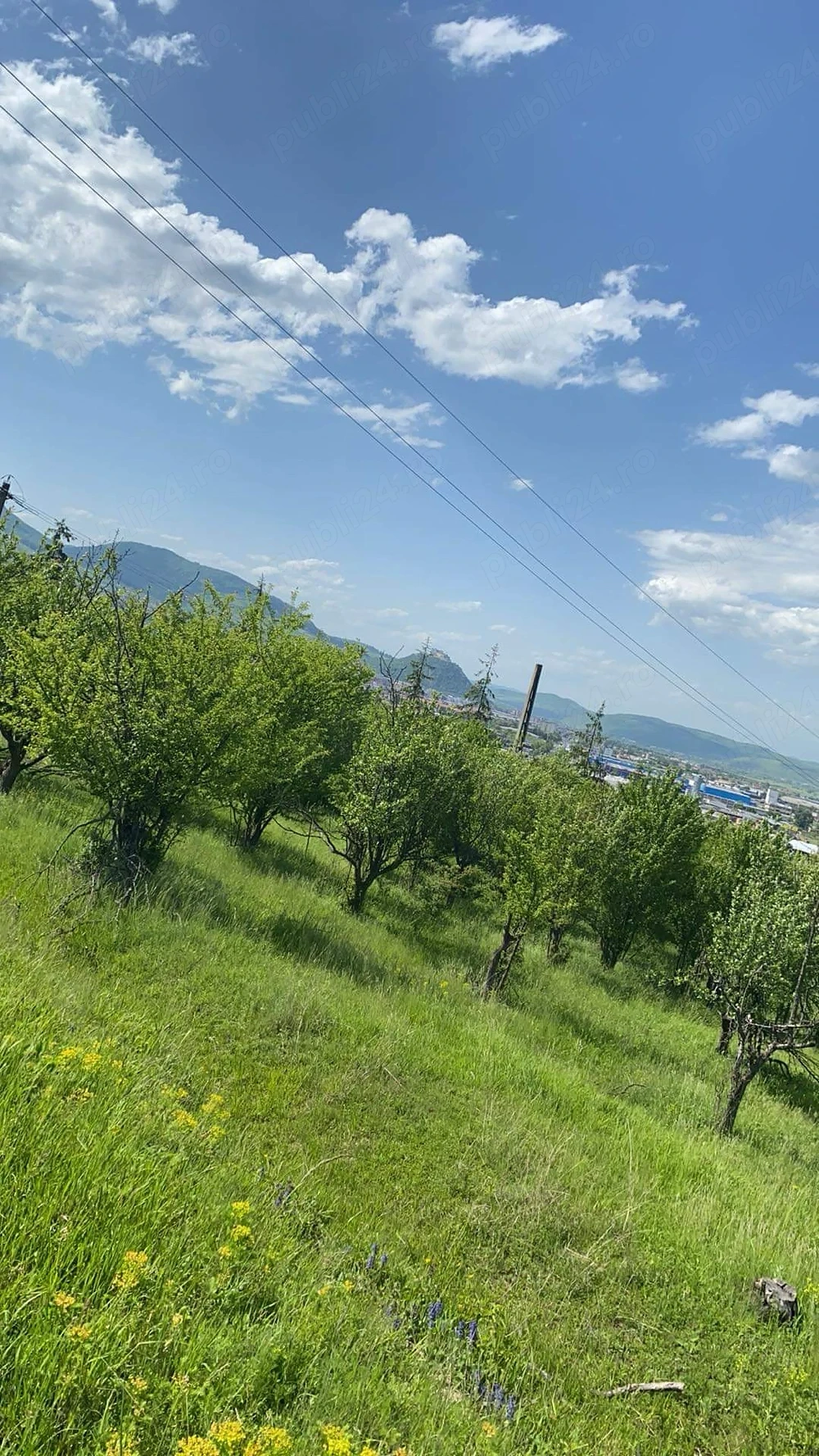 Vand teren (livada)