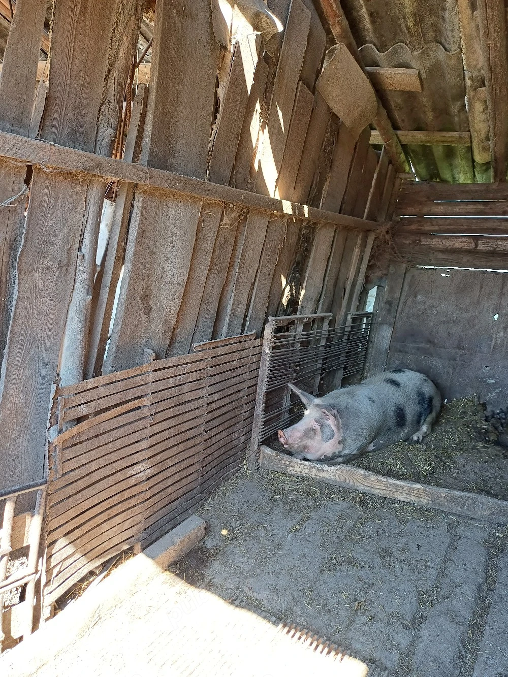 Vand scroafa de carne gestantă