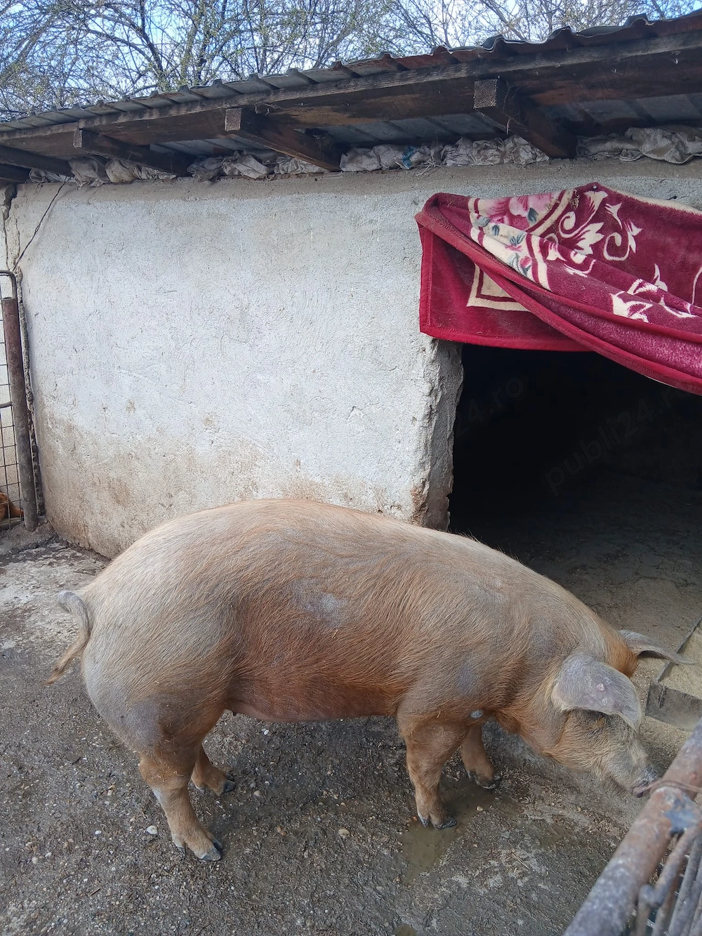 Porci de vânzare 