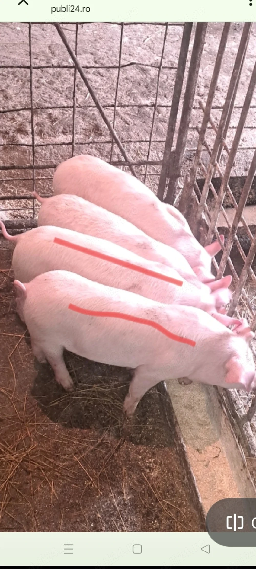 Purcei 9 - 10 săptămâni !!