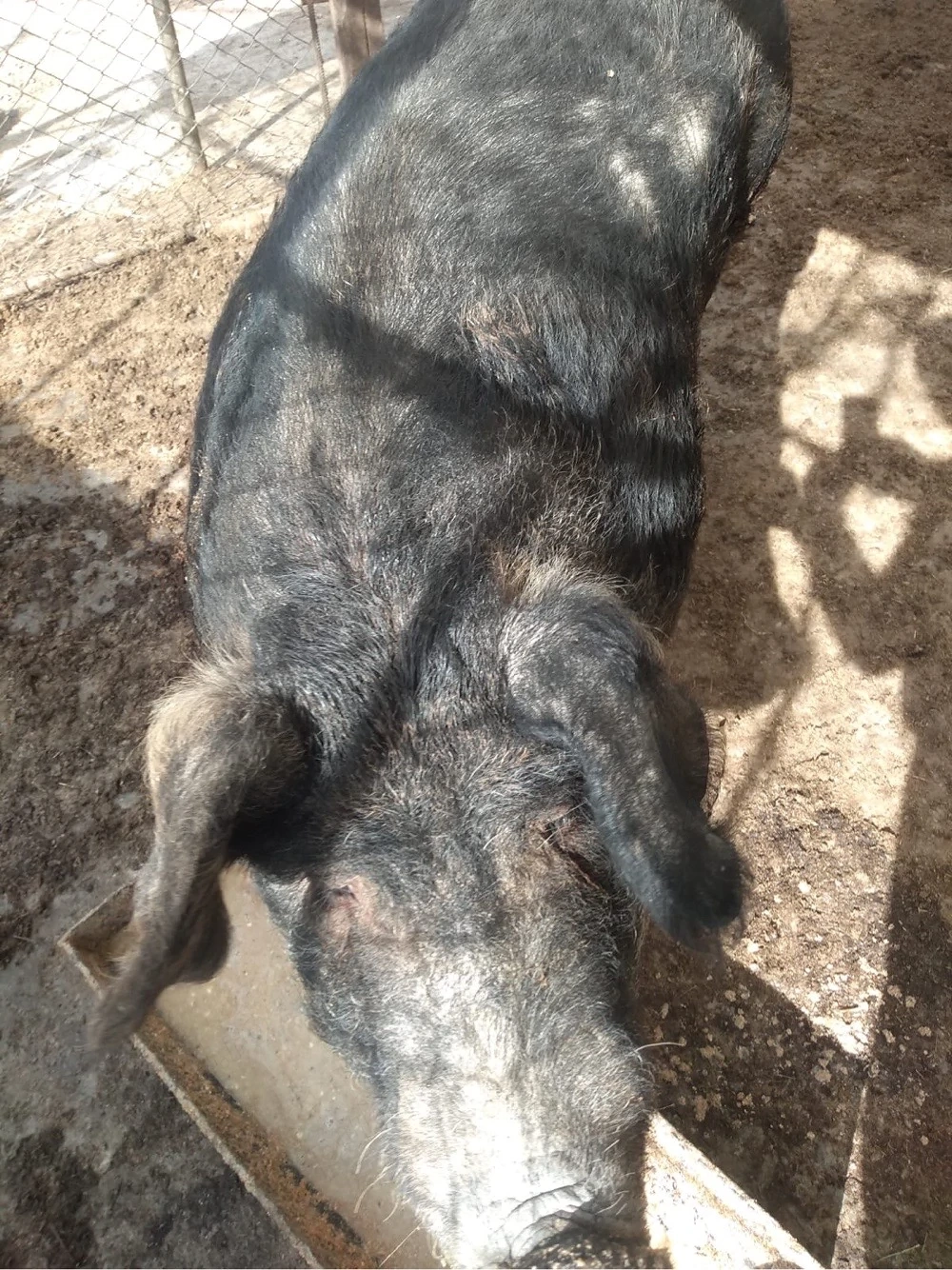 vand porc peste 250 de kg 