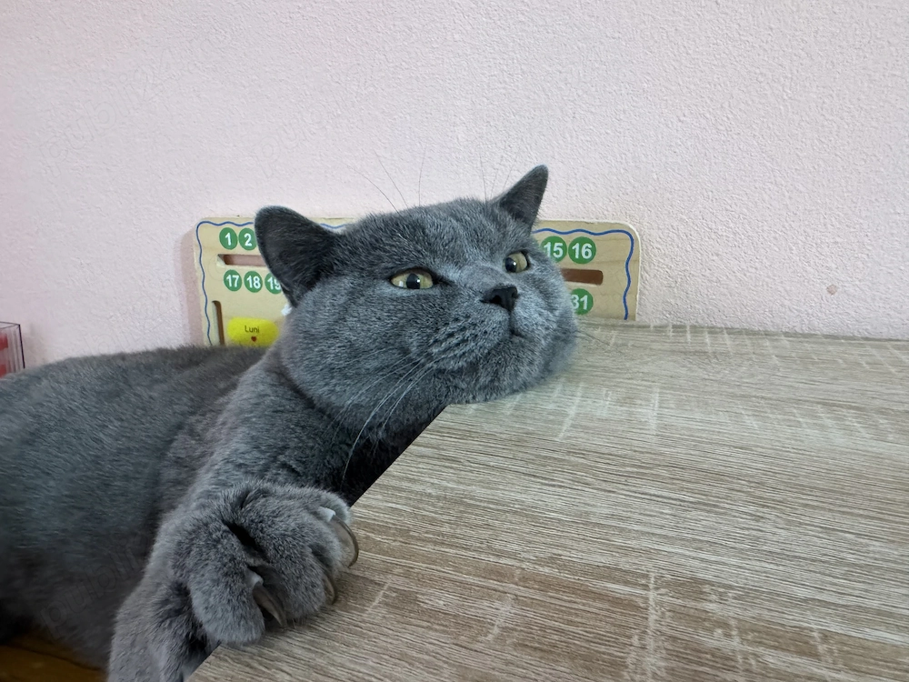 British- motan de 1 an