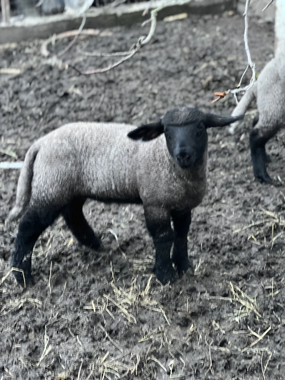 Berbecul Suffolk 100% rasă pură are 45 de zile și cântărește 25 kg la fătare cântărind 4 kg