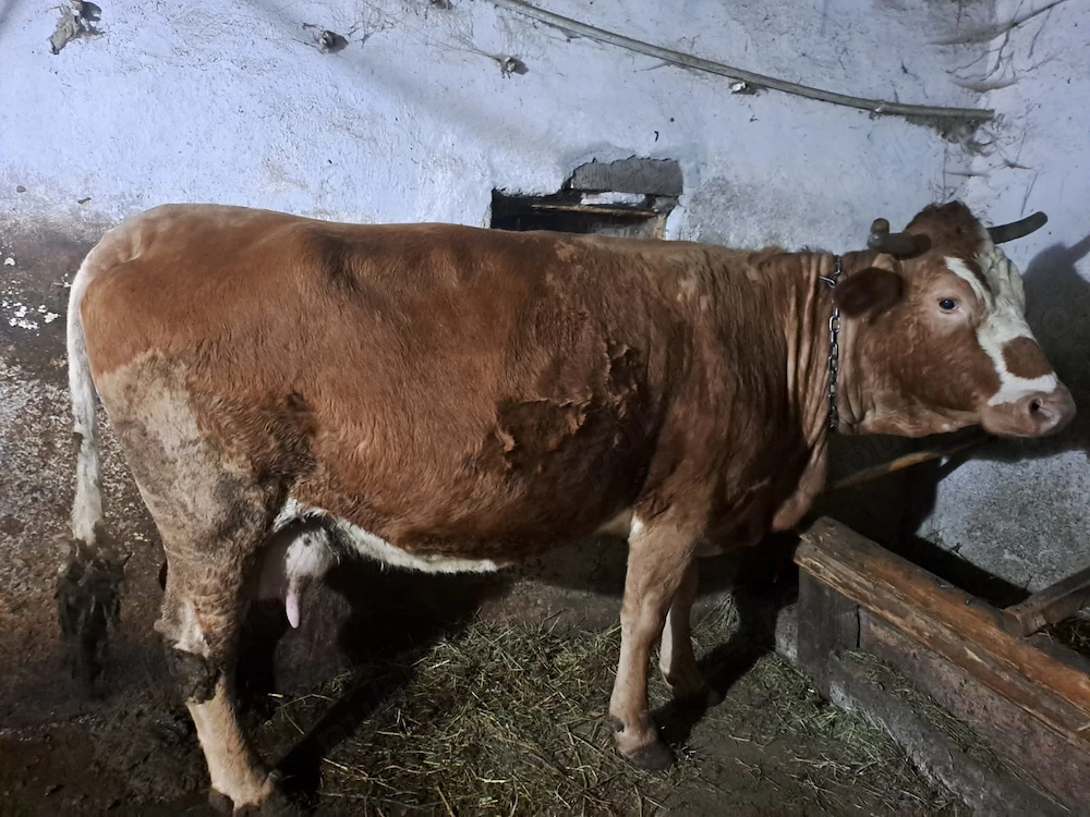 Vând 5 vaci cu lapte 