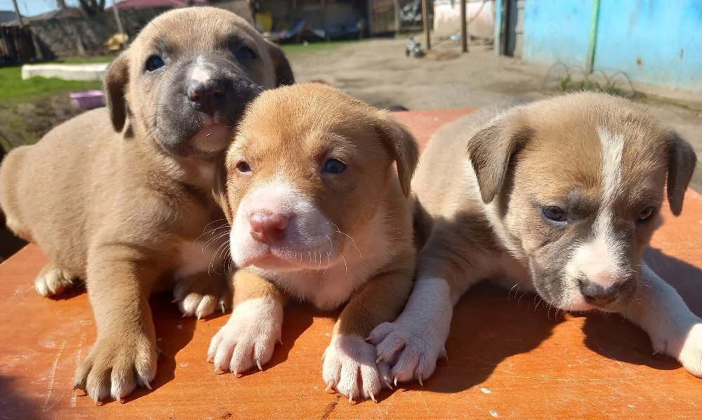 Amstaffi pui o luna jumatate detin si parinti lor