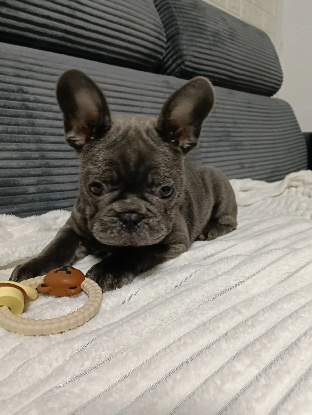 bulldog francez blue mascul