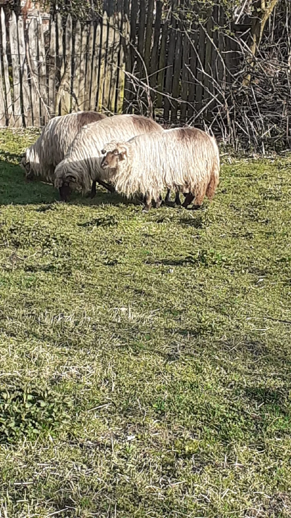 Vand 3 oi ,se pot vedea in comuna Polovragi,pret bucata 1200 de lei negociabil