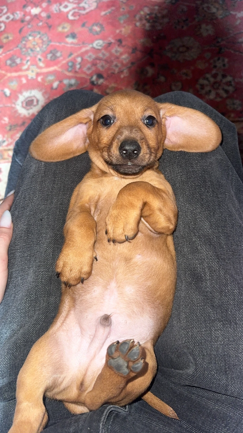 Pui cățeluși teckel maro deschis 