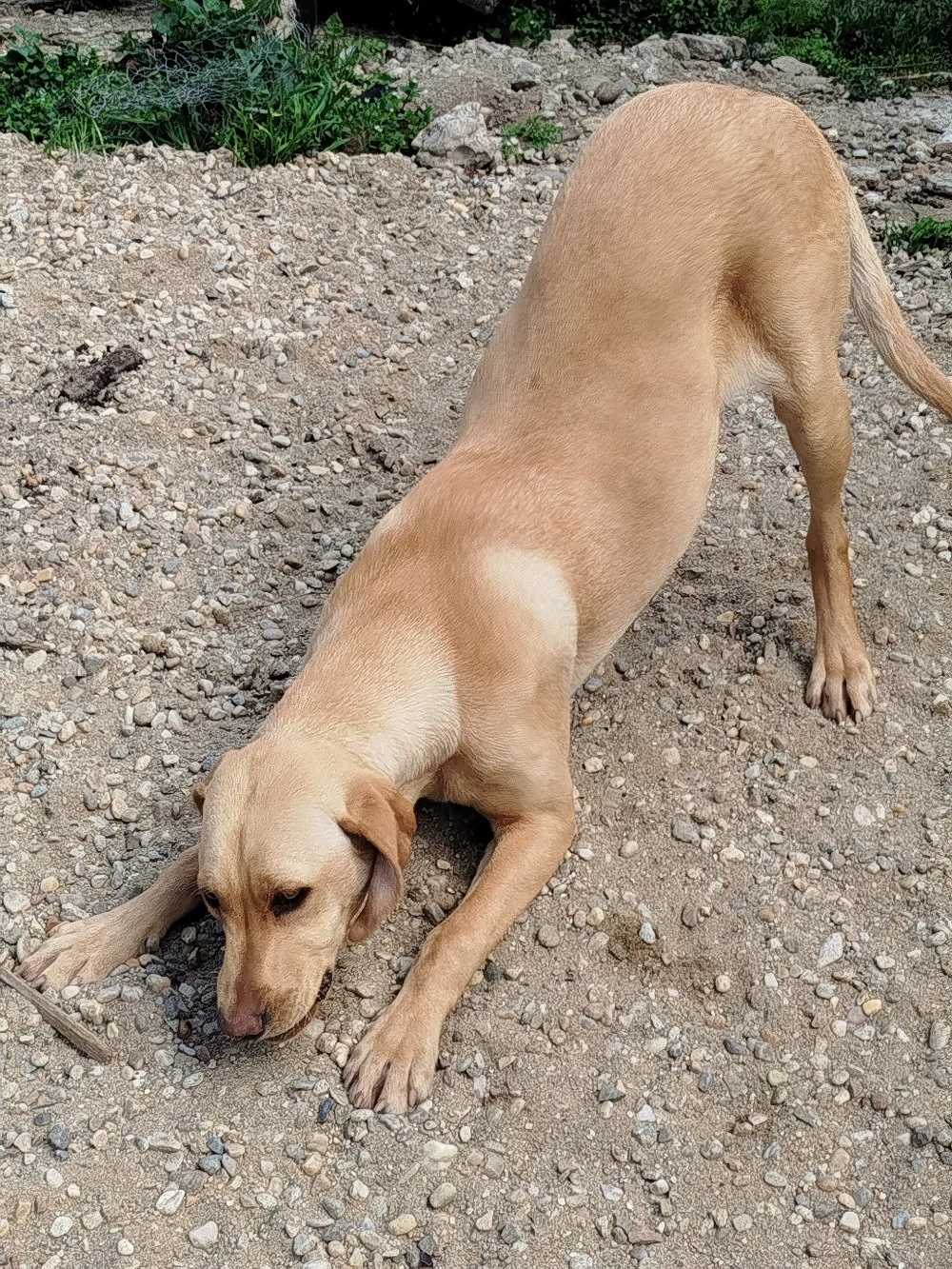 Vând metis Labrador - vizsla