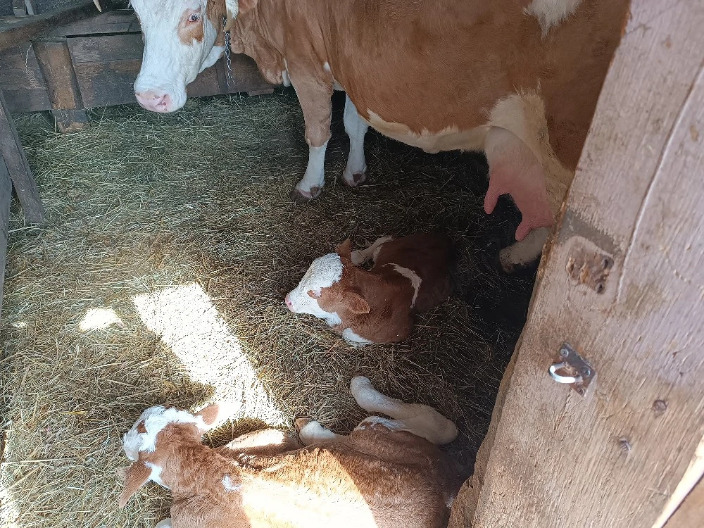 Vacă de vanzare cu doua vițele 