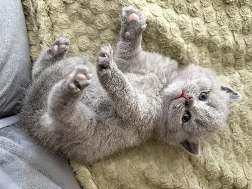 British shorthair  Scottish fold