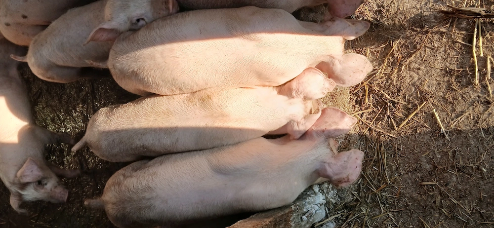 vând purcei 35 40 kg