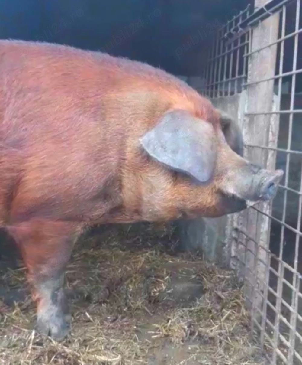 Vier DUROC original !!!!