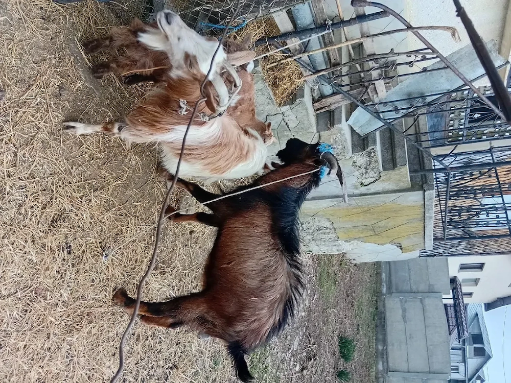 Tap Alpino Francez si Ed de vanzare se vinde impreuna sau separat