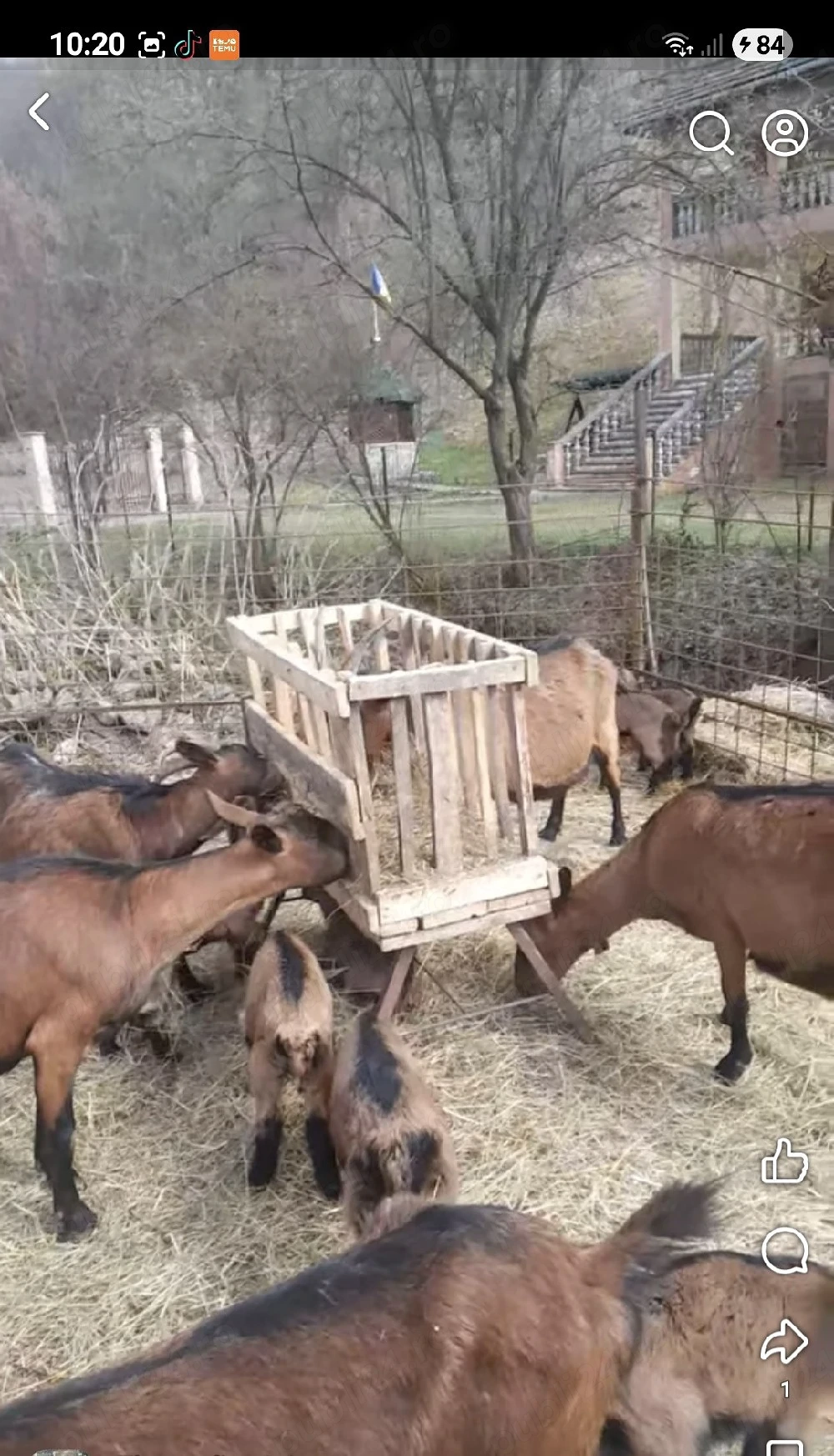 Vand un tap 6 capre si 10 iezi 