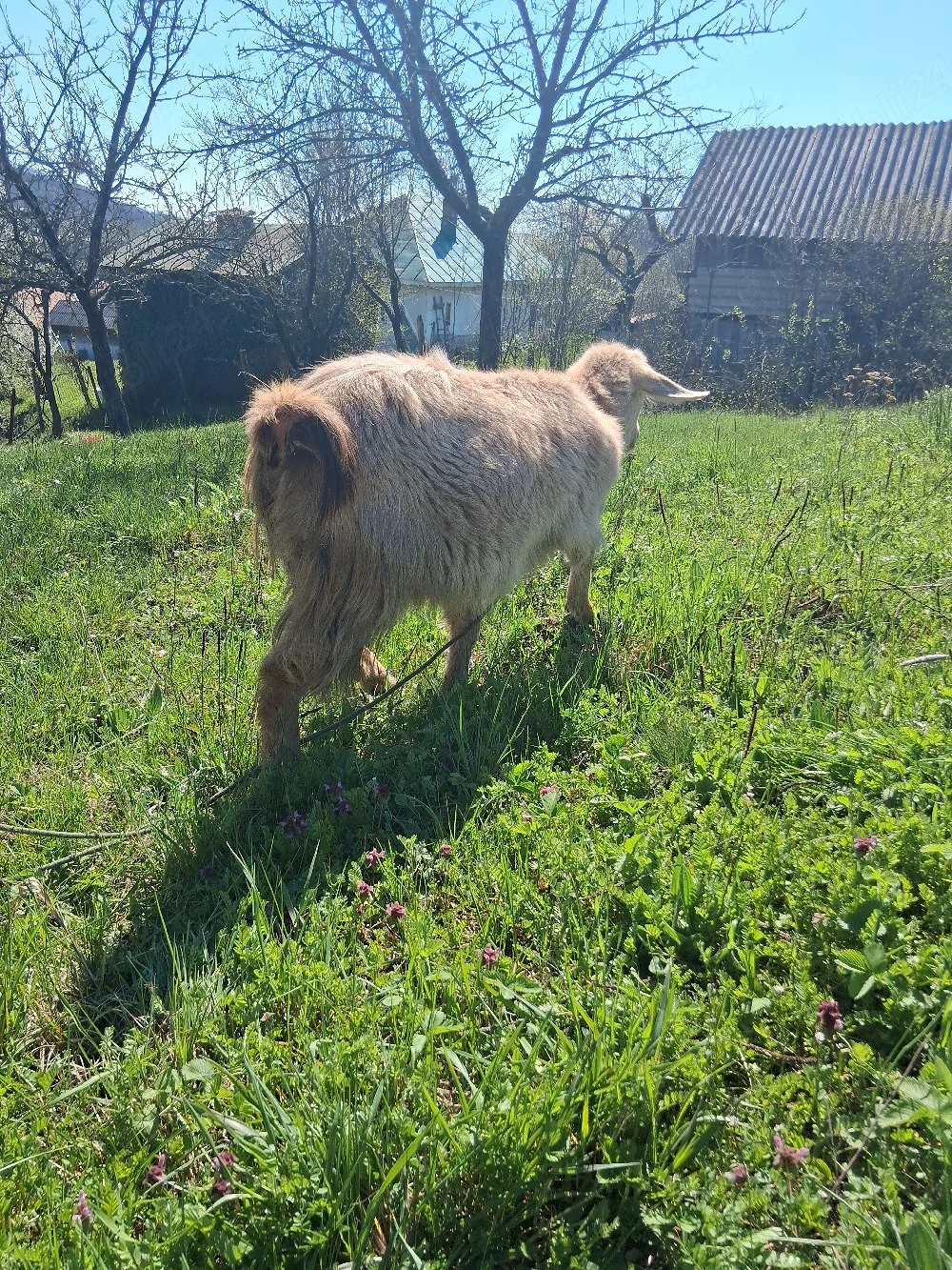 vind vatuie de anul trecut