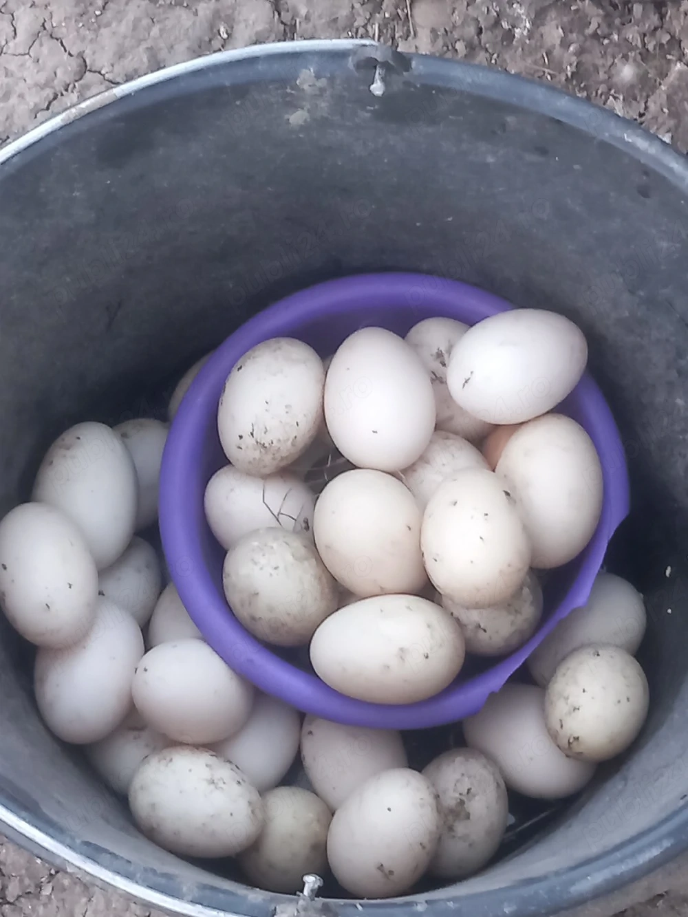 oua de rate leșești