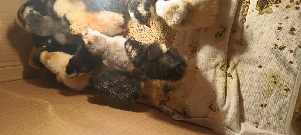 Puișori de o zi foarte frumoși 