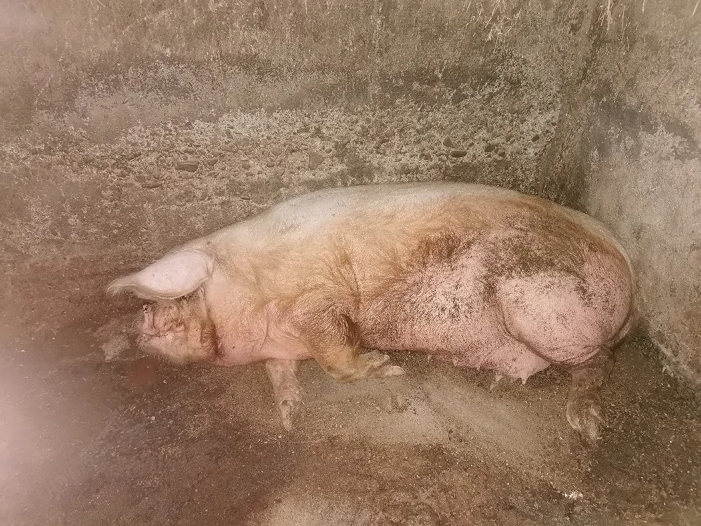 Scroafă de vânzare pentru sacrificat 