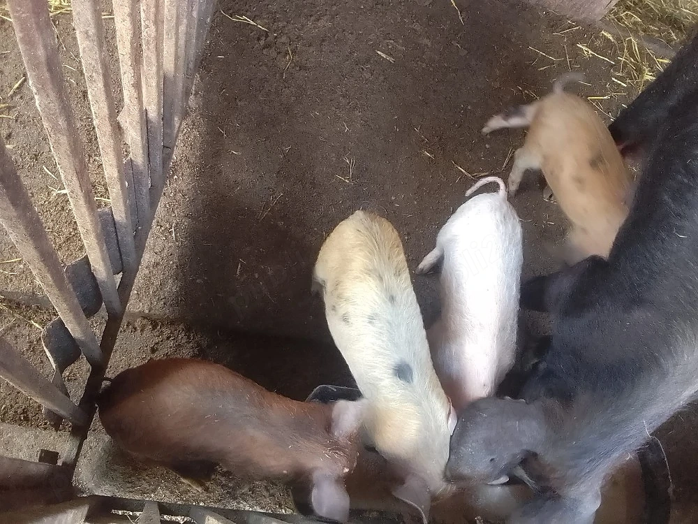 vand purceii Mănăștiur