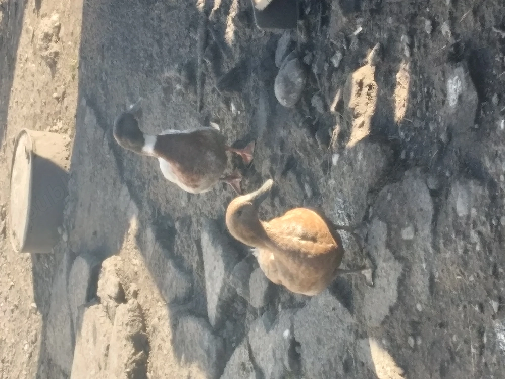 De vânzare sau schimb 