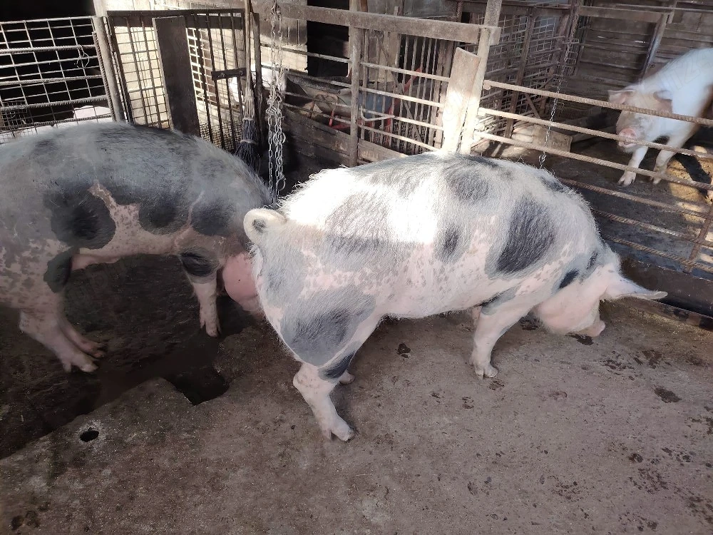 Porci  carne