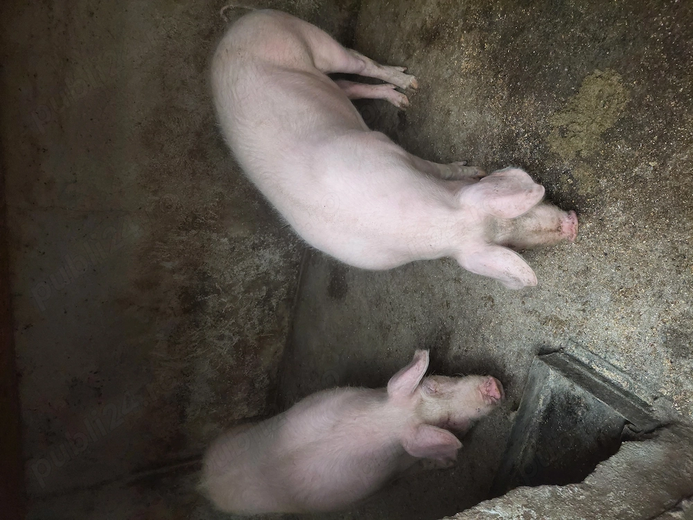 Vând porci cu greutatea de 110 - 120 de kg.
