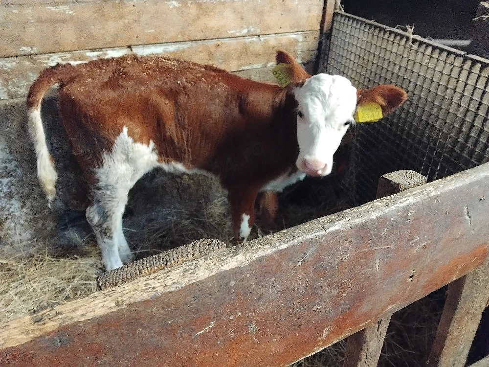 vând o vitea foarte frumoasa 