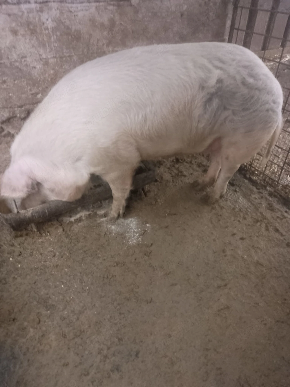Vand o purceaua