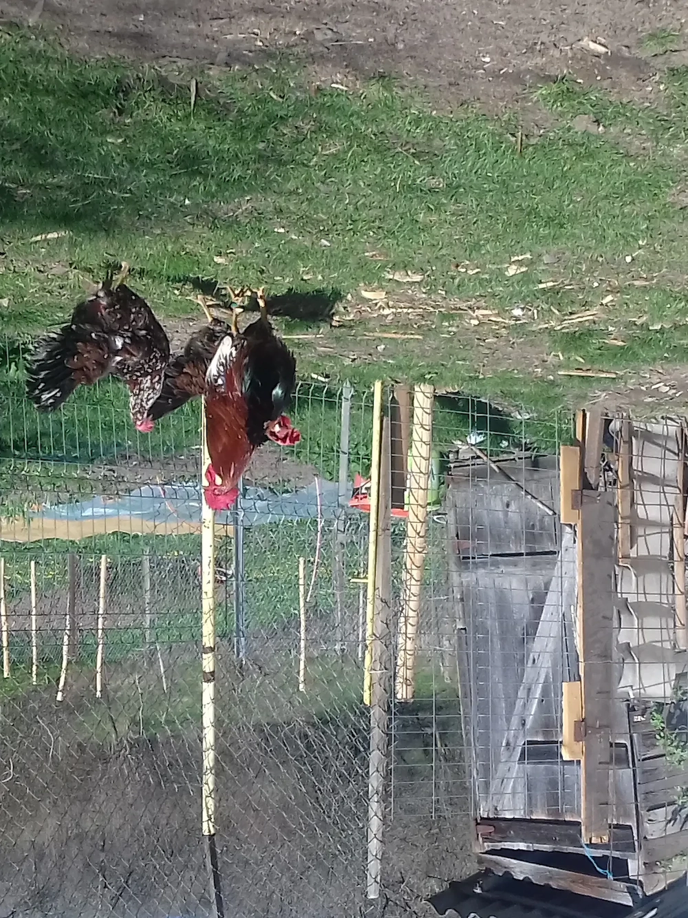 Vand familie 2+1 gaini italiana portelan