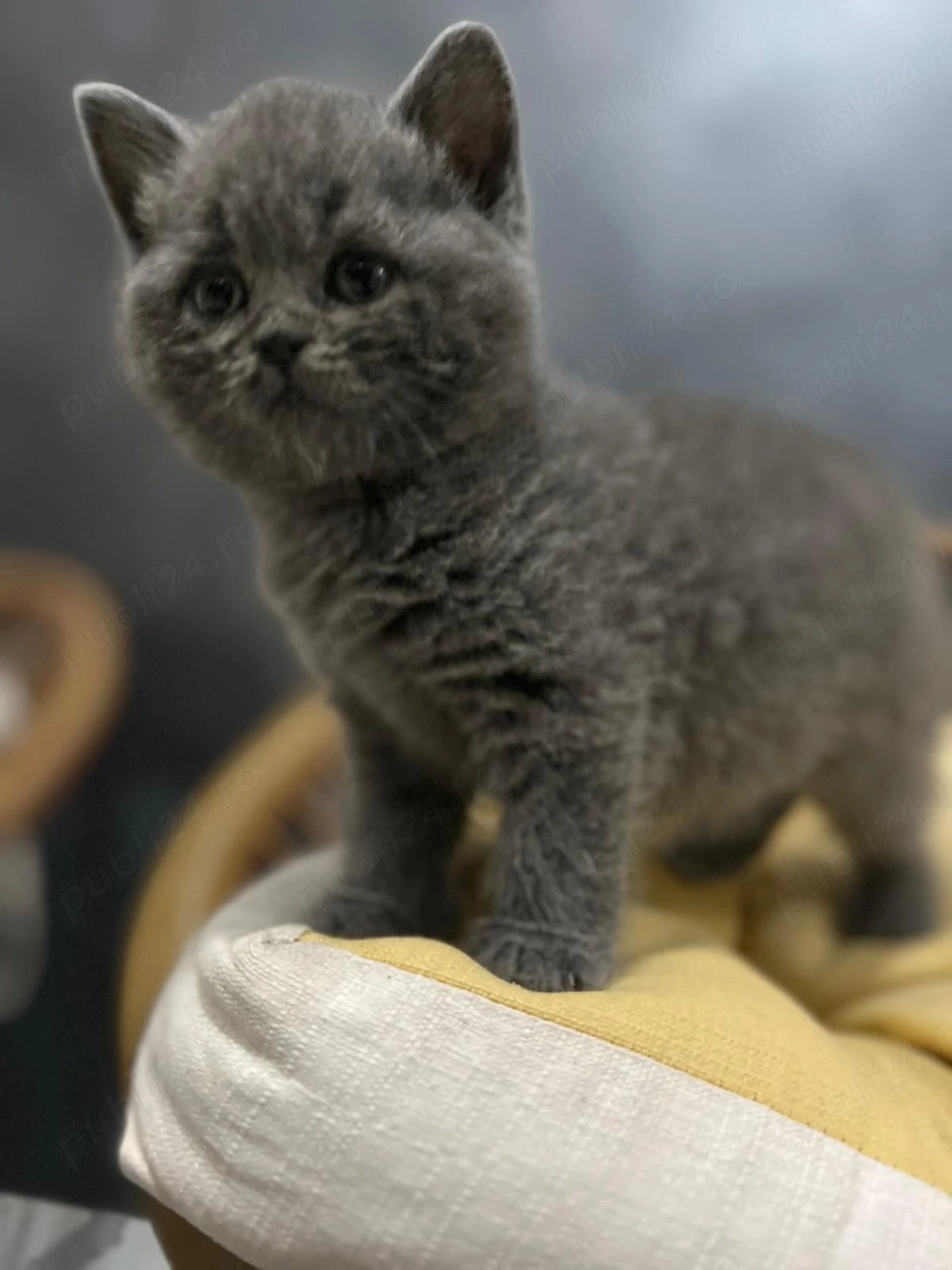 Pui de British Shorthair