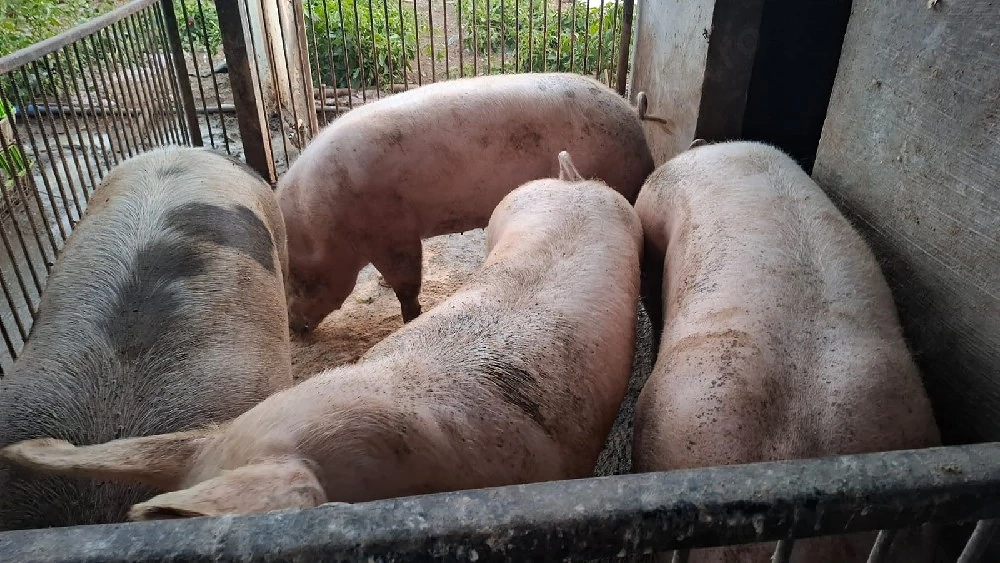 Porci de sacrificat