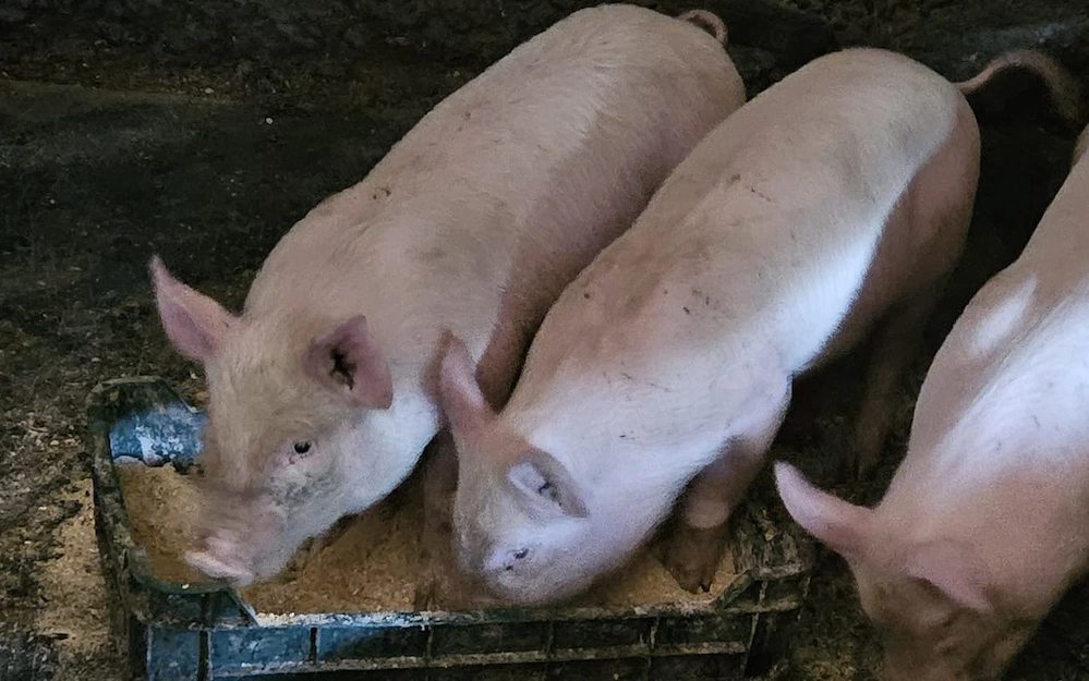 Purcei frumosi de vanzare