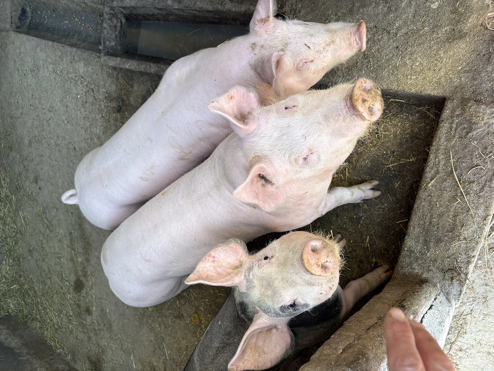 Porci de vânzare 