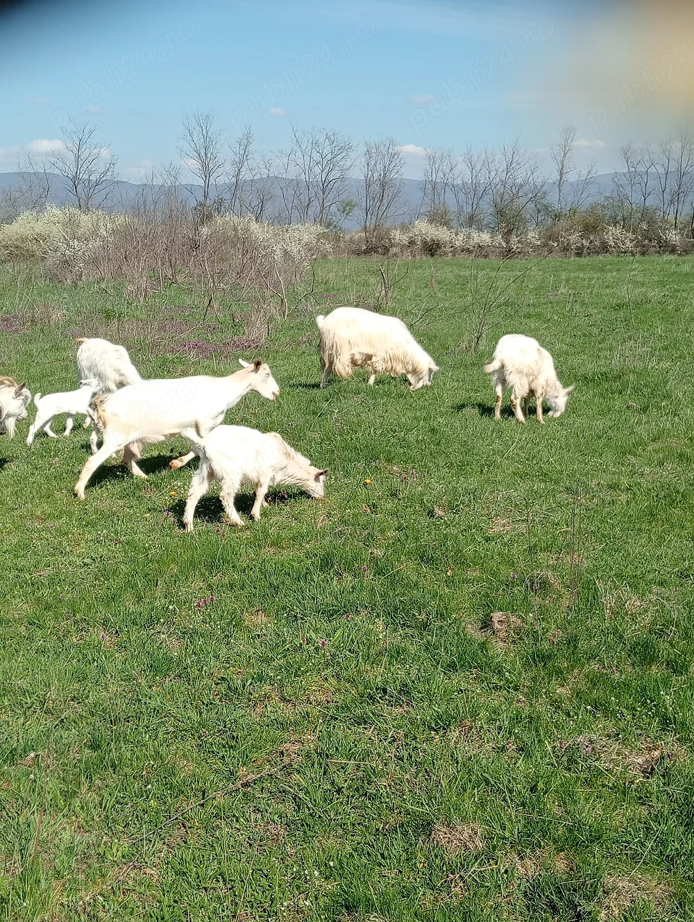 capră bună de lapte cu ied de 15 kg se vinde la preț de 1000 lei