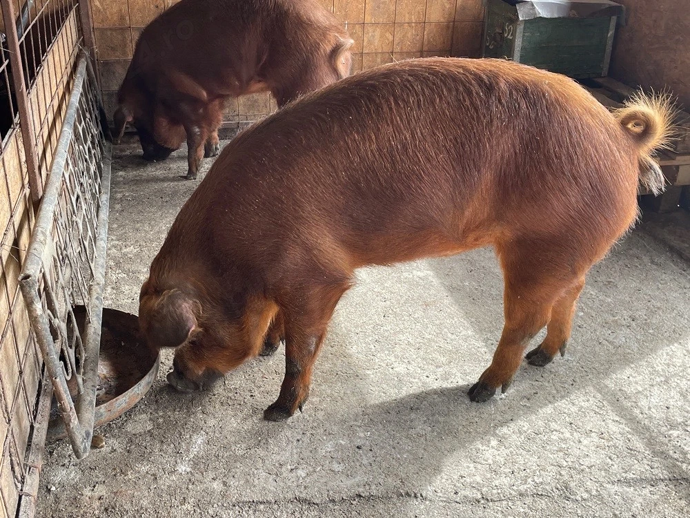 2 purcele duroc. 