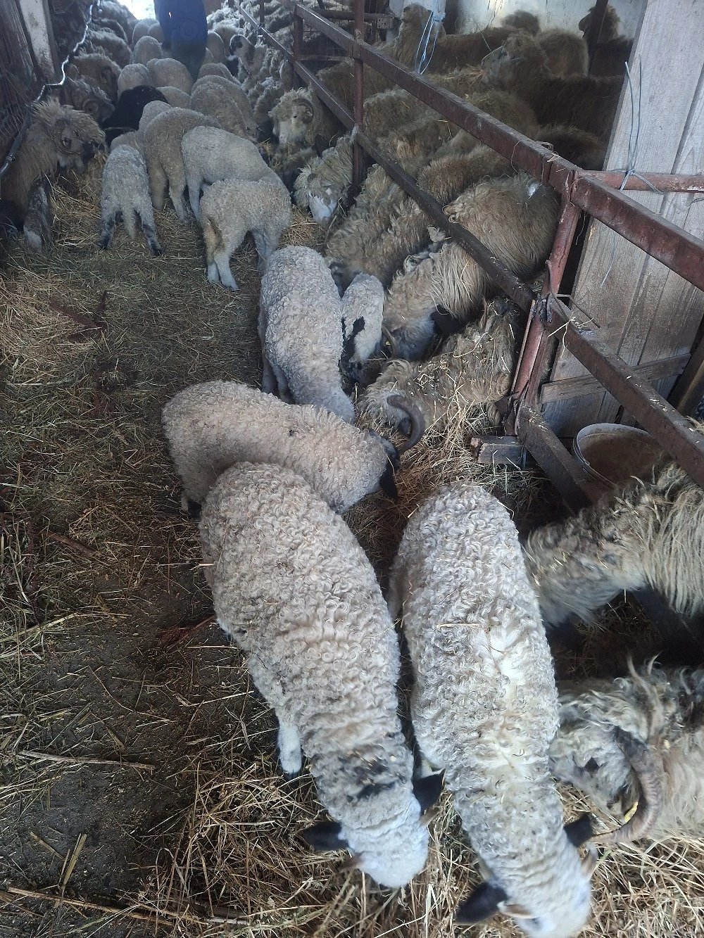 miei si oi de vanzare