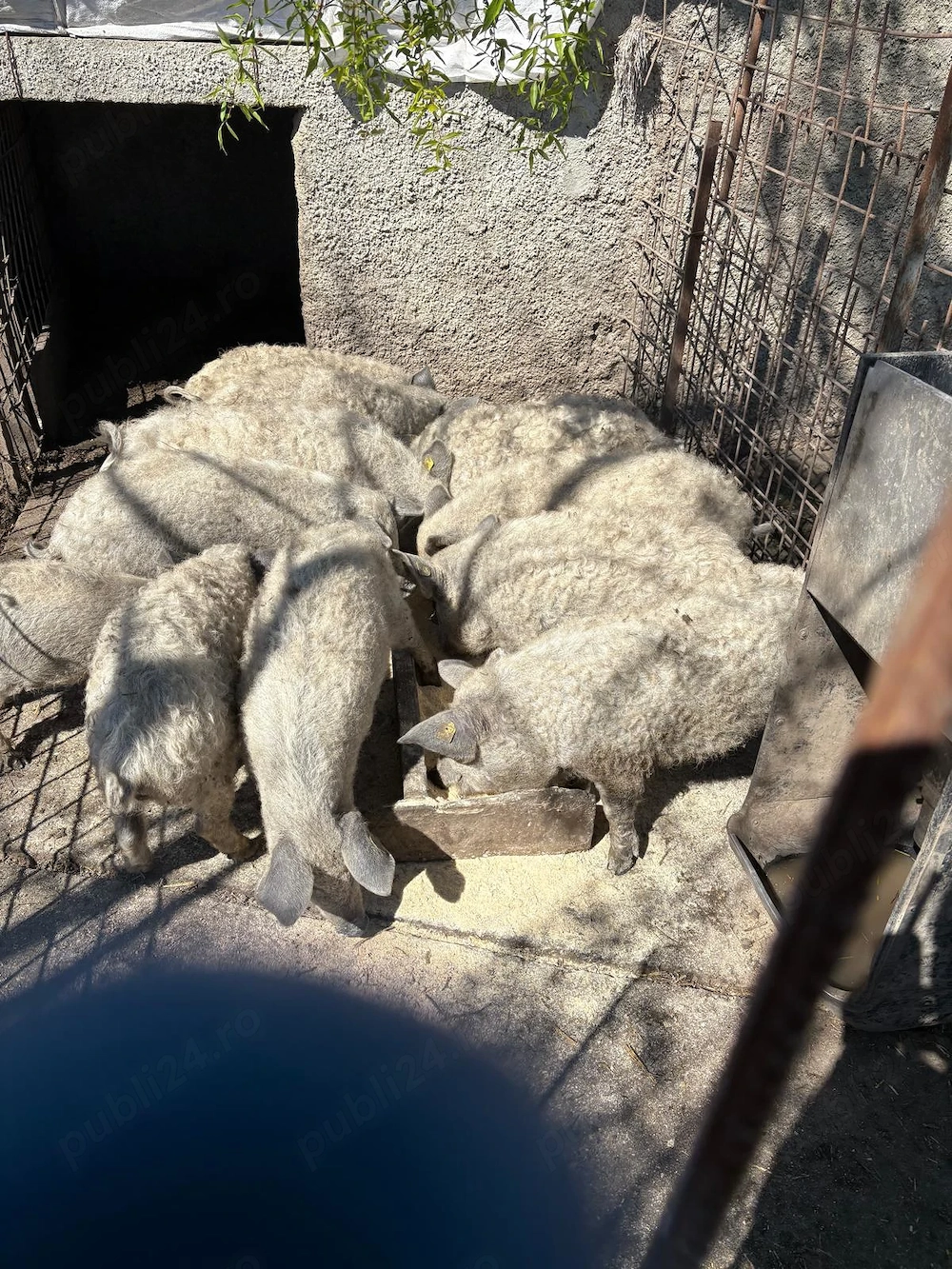 Vand purcei mangalita rasa pura, Peris Ilfov