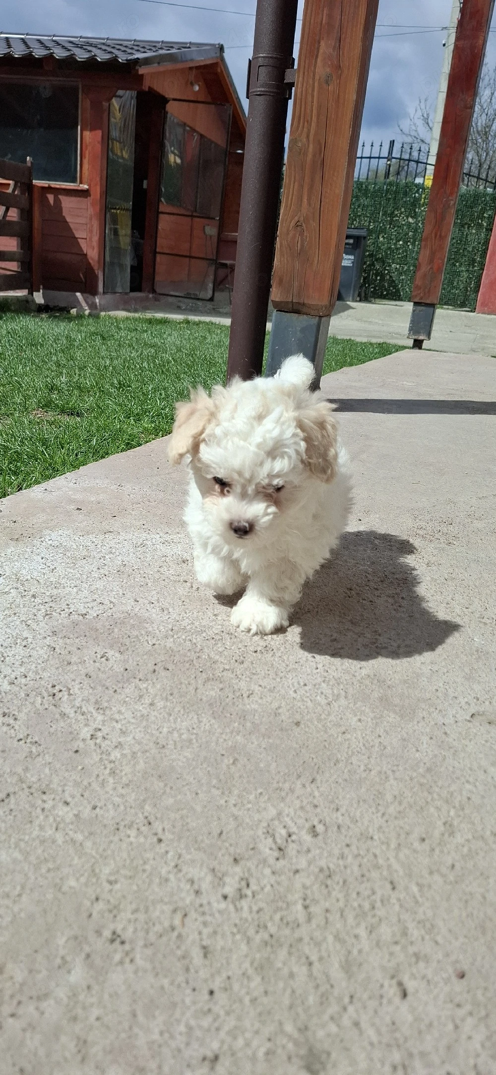Bichon maltez 2 luni o fetiță și un băiețel