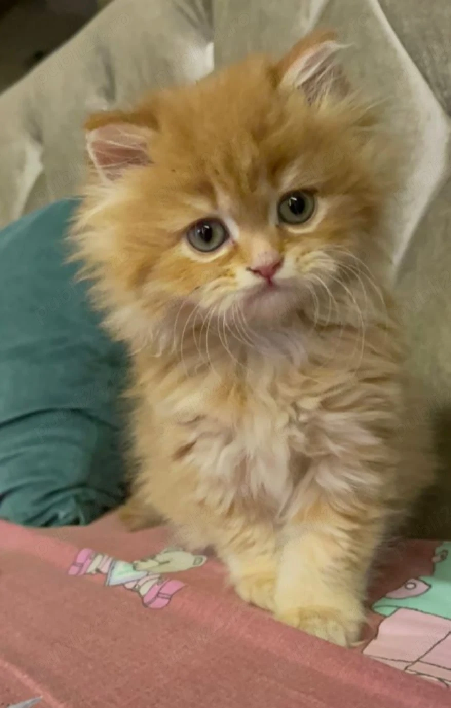 British Shorthair Orange 