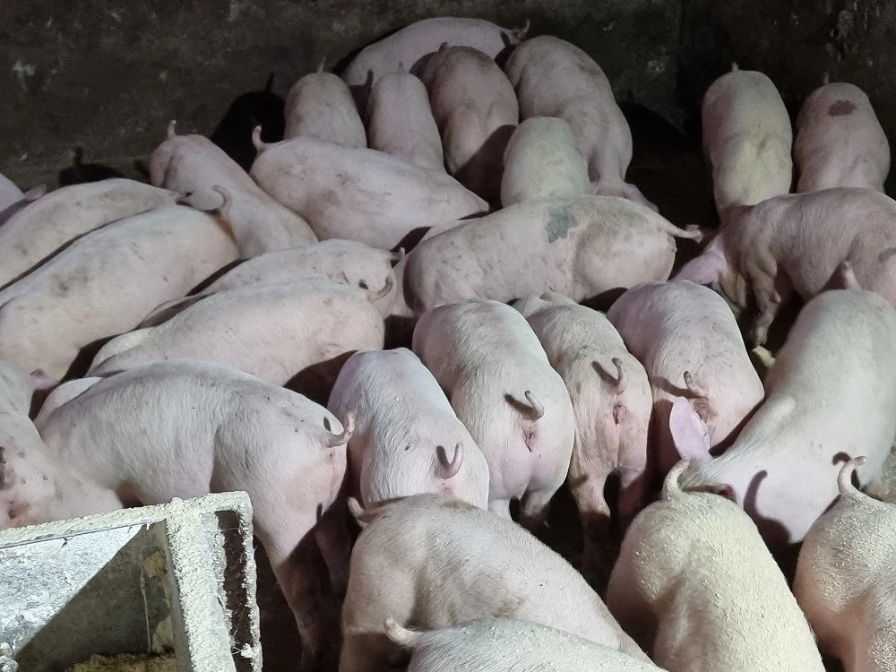 soldani purcei de carne duroc danez 30kg