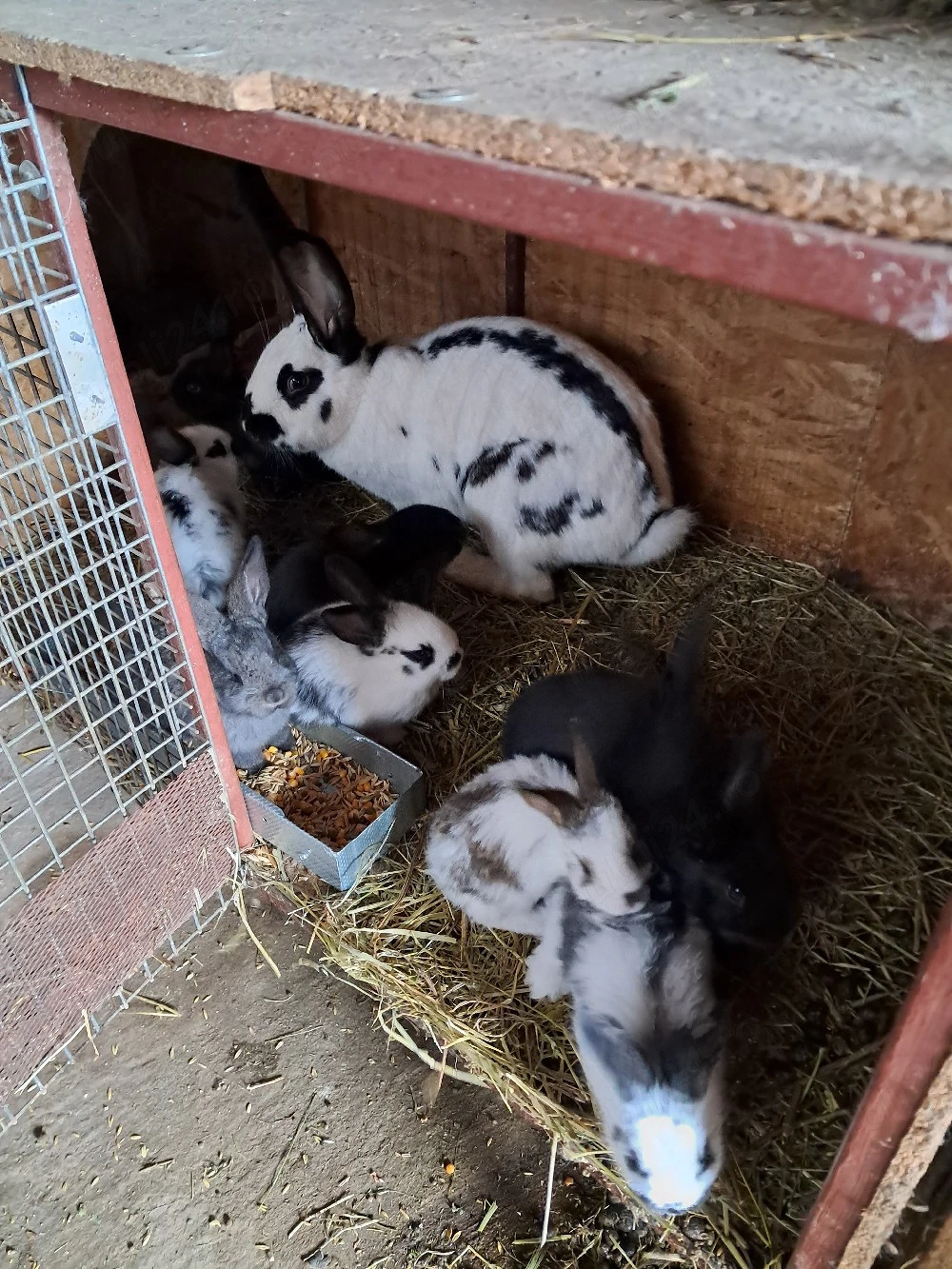 Iepurași de vanzare 