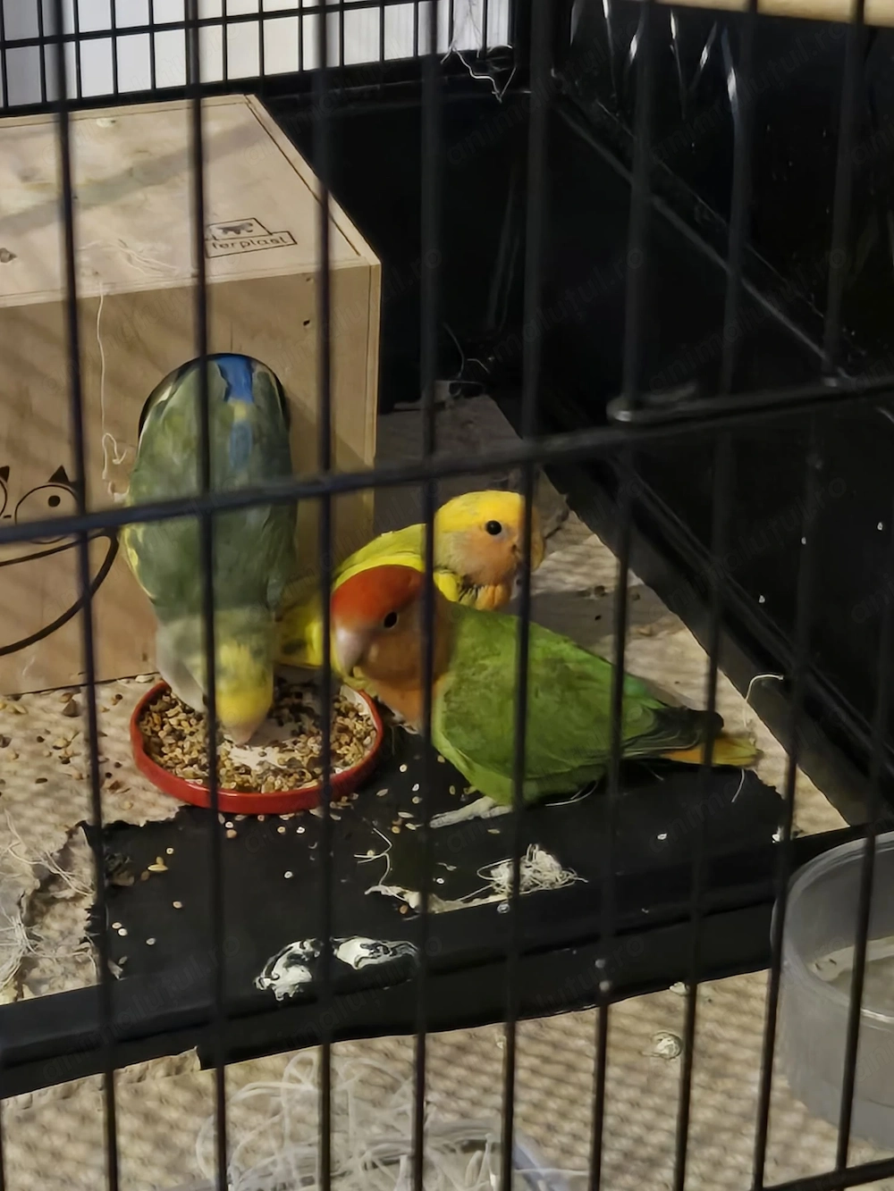 Vand papagali amorezi (pereche) 