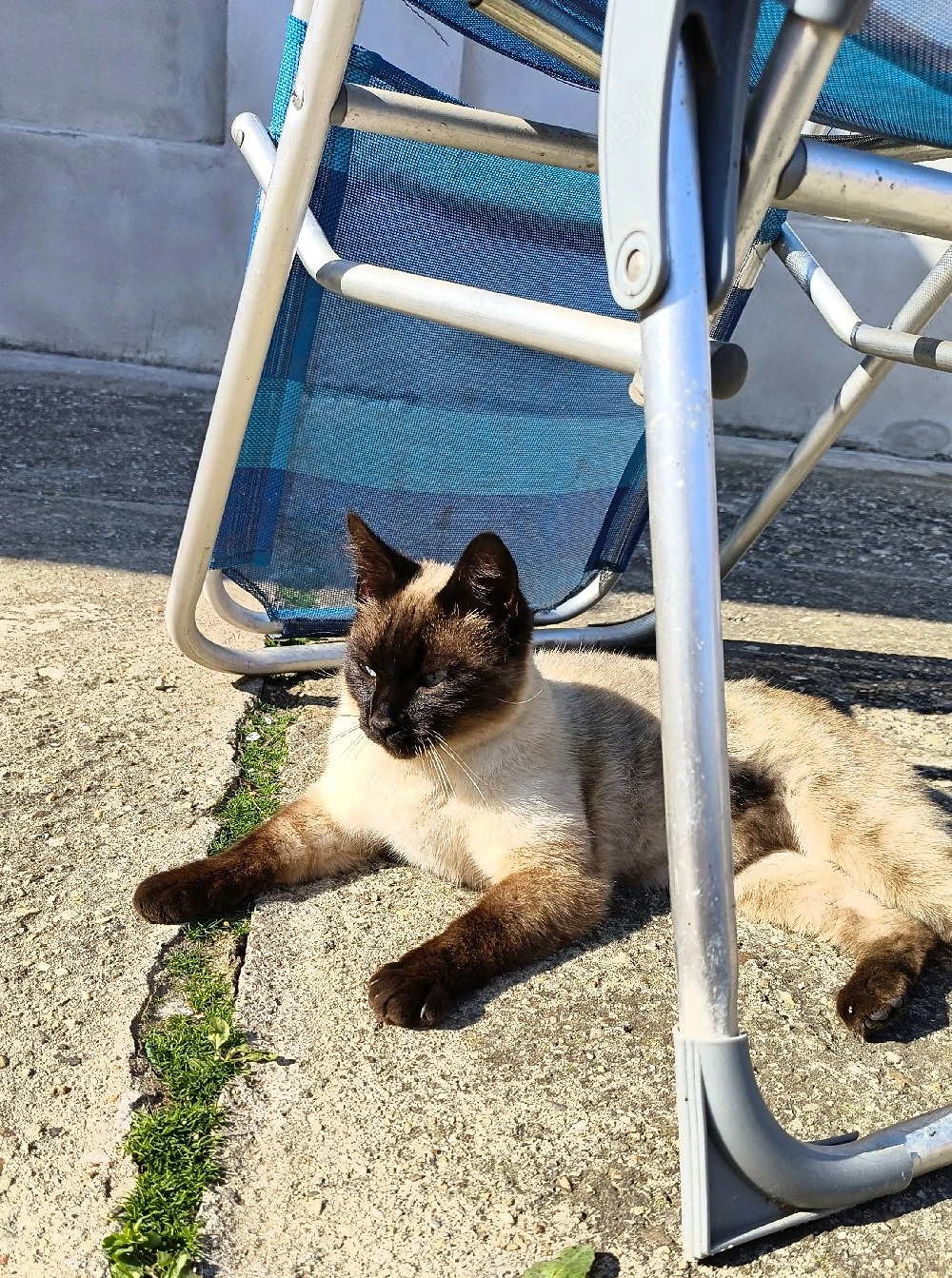 Motan Siamez - Sterilizat, Vaccinat, Deparazitat 