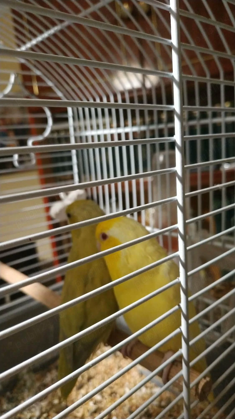 Crescator Aor vinde papagali si alte pasari exotice 