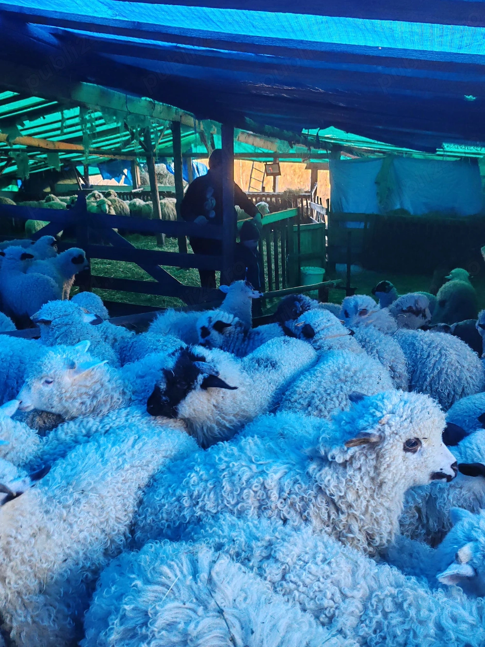 Vând miei  mici și mari